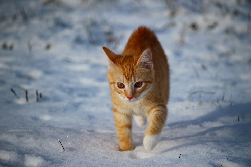 picture of the orange cat on a snow