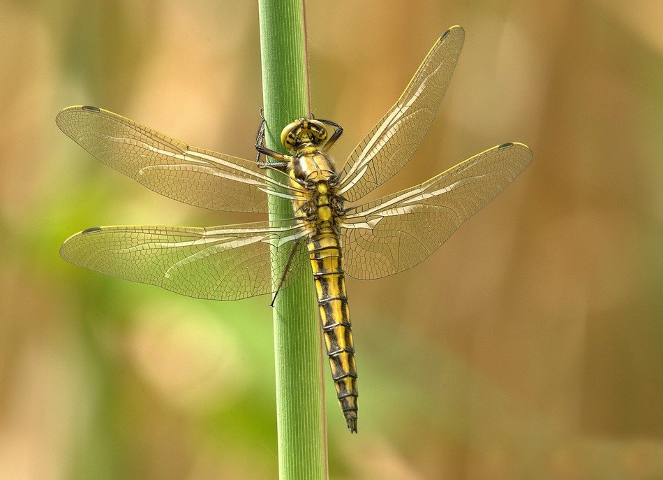 yellow dragonfly with four transparent wings