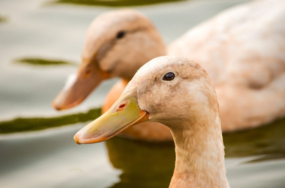 perfect beautiful ducks