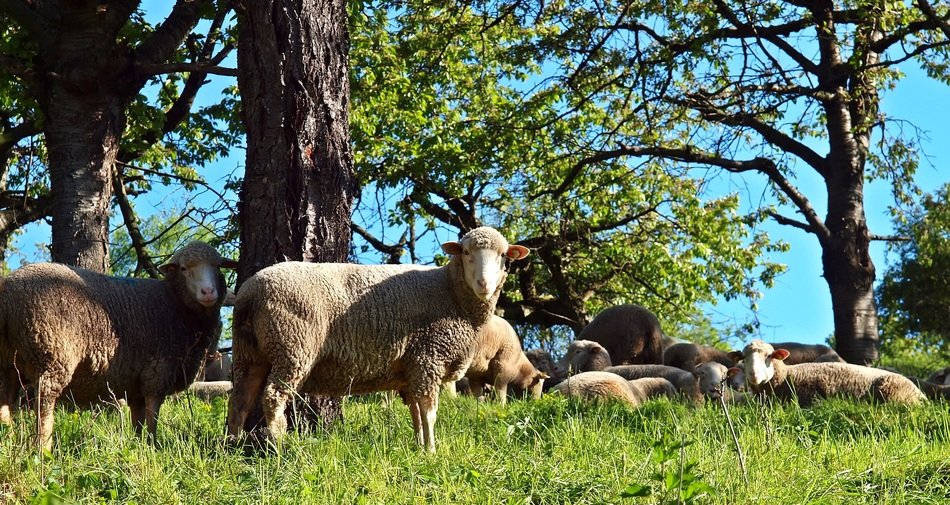 Beautiful and colorful sheeps among the plants