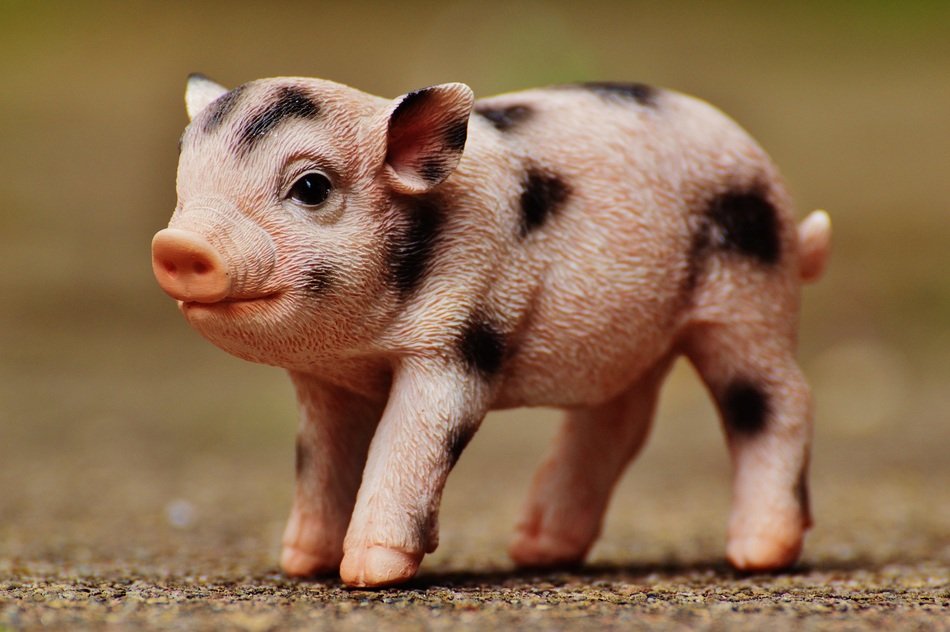 decorative pig on the road