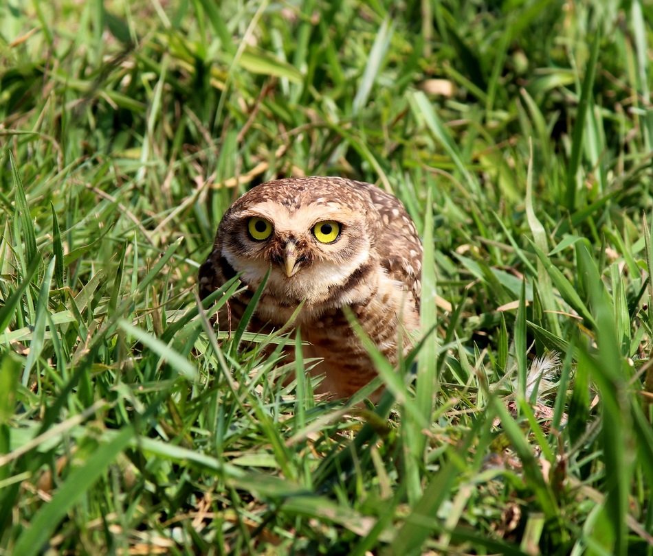 burrowing owl in the green grass