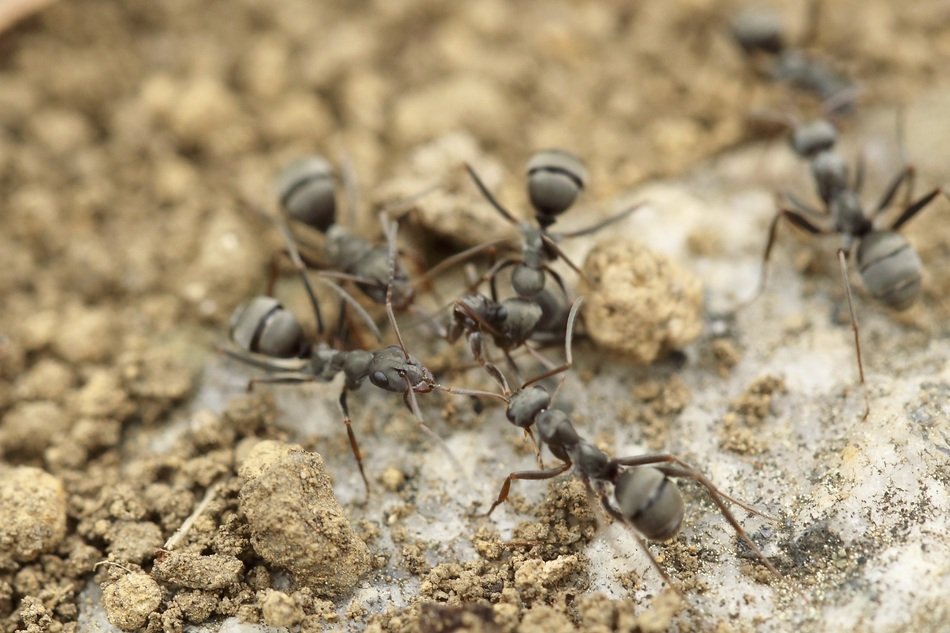 Macro photo of the ants on the ground