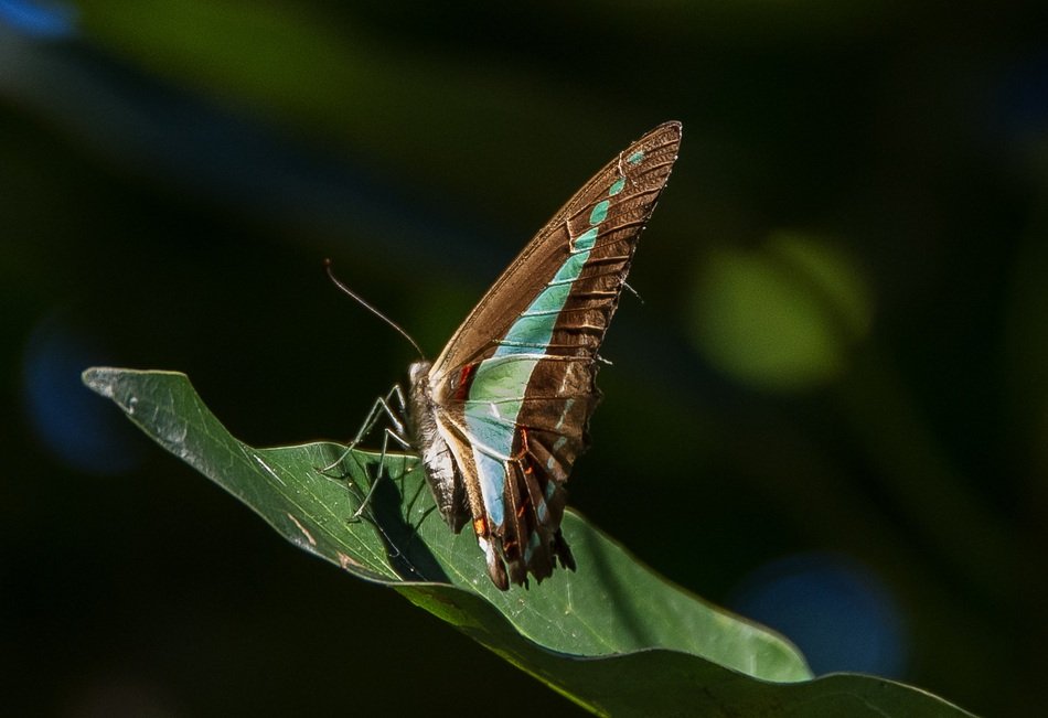 perfect beautiful butterfly with blue triangles