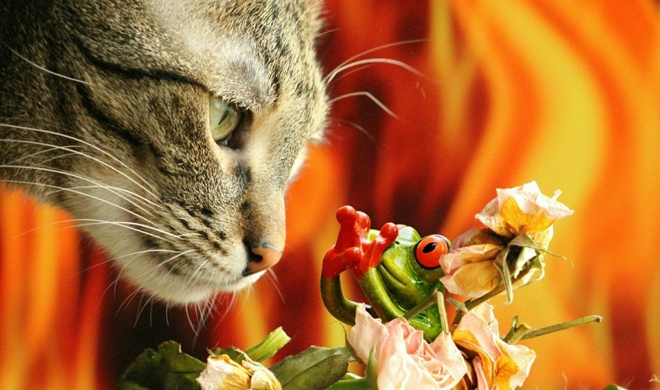 Cat looking at frog statue close-up on a blurred background
