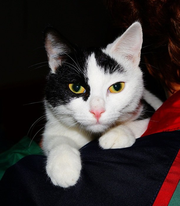 black and white cat with yellow eyes