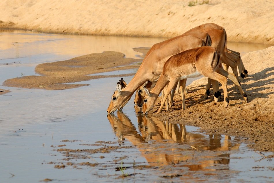Beautiful gazelles in Africa