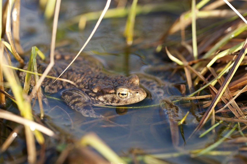 Colorful toad in the water among the grass