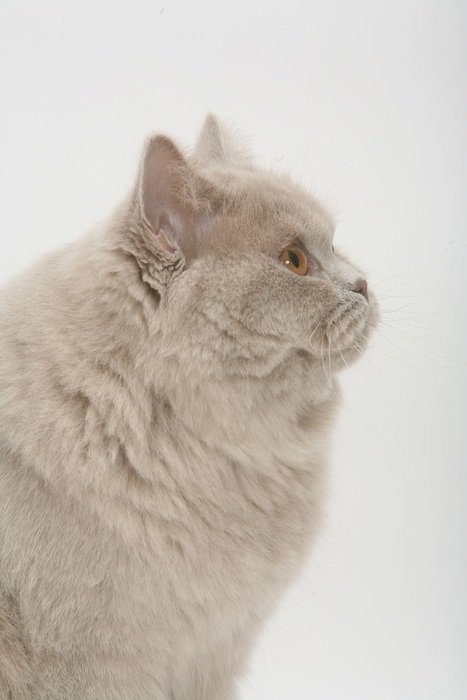 white british shorthair in profile