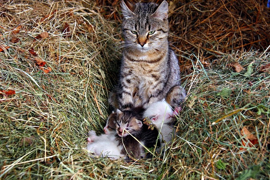 cat with kittens in the hay