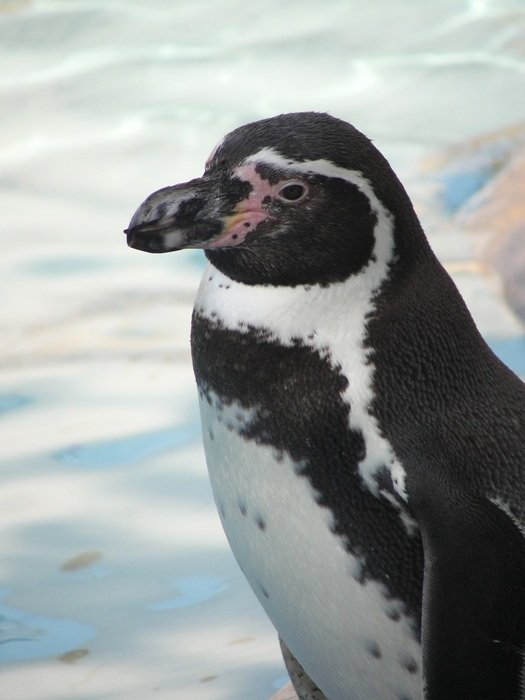 black and white penguin on ice background