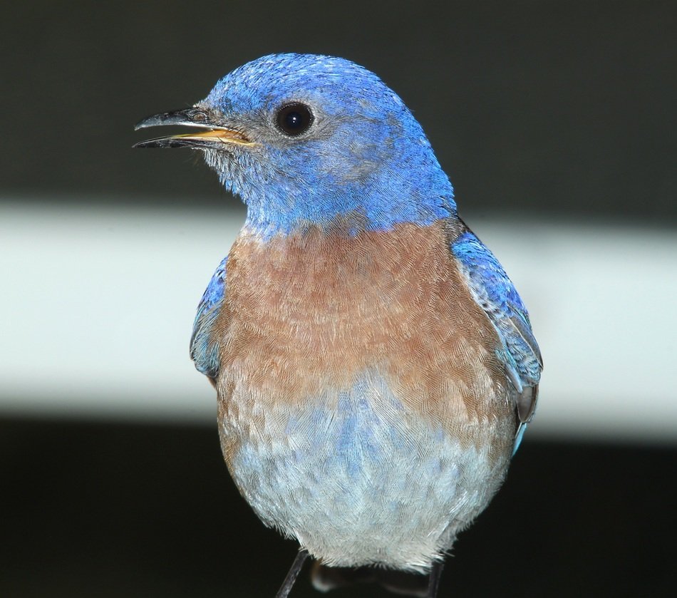 western blue bird close up