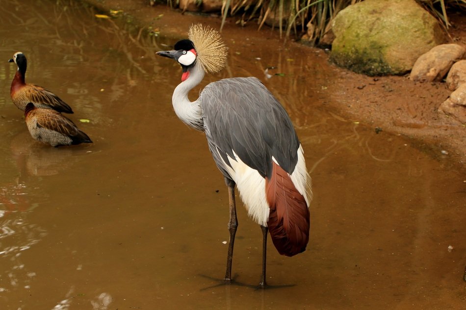 crowned crane walking on the lake