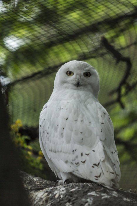 portrait of white owl in nature