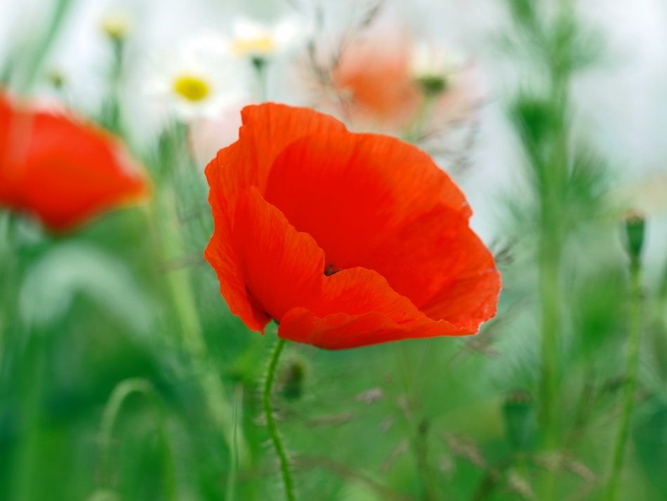 Poppy Flowers on meadow after Rain