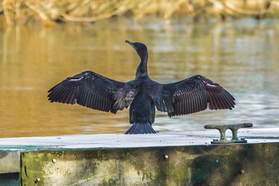 cormorant in flight on the river