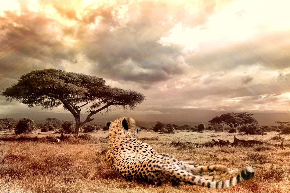 cheetah in the wild in Africa