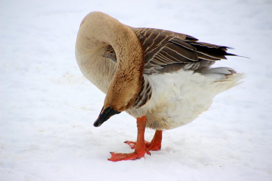 dimestic goose cleaning up