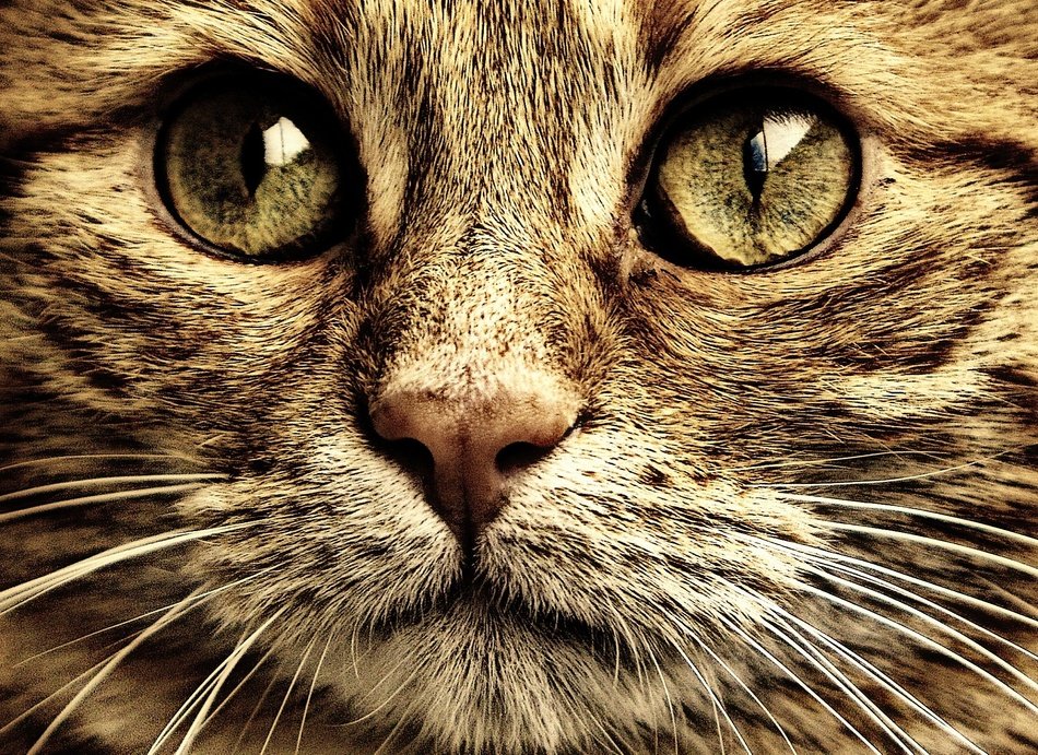 sepia portrait of a cute sad domestic cat