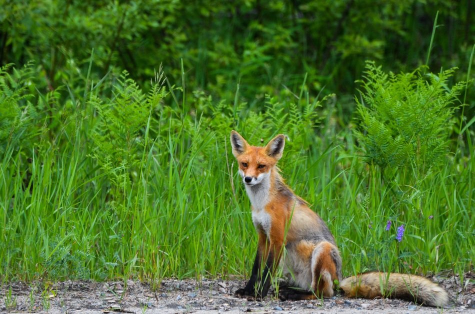 red fox in summer