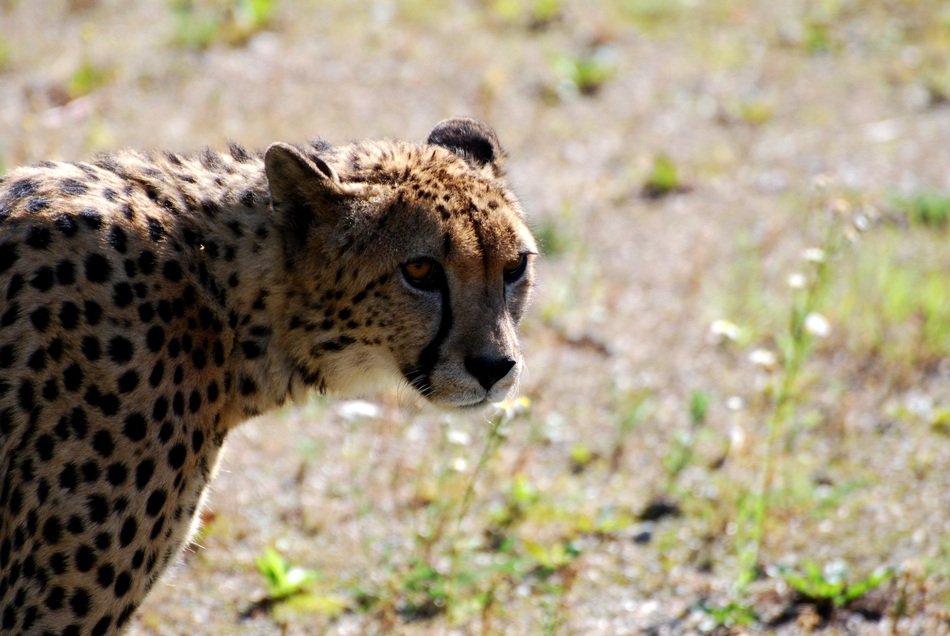 cheetah in habitat in savannah