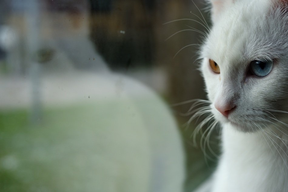 white cat reflected in glass