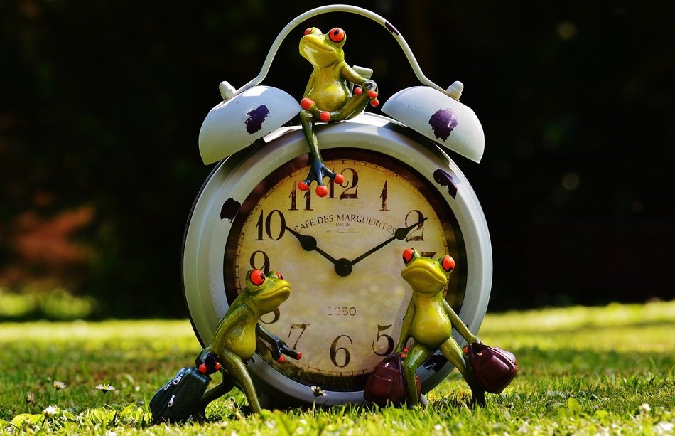 frog near the clock on the green grass