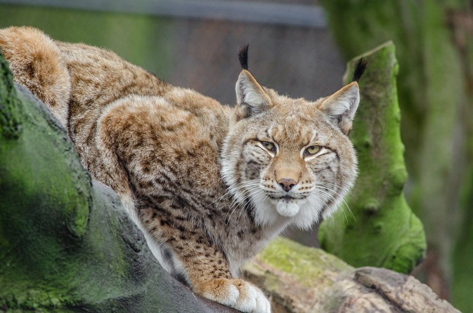 wild lynx in the forest
