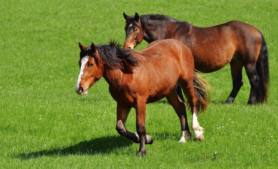 light brown horses on pasture on a sunny day