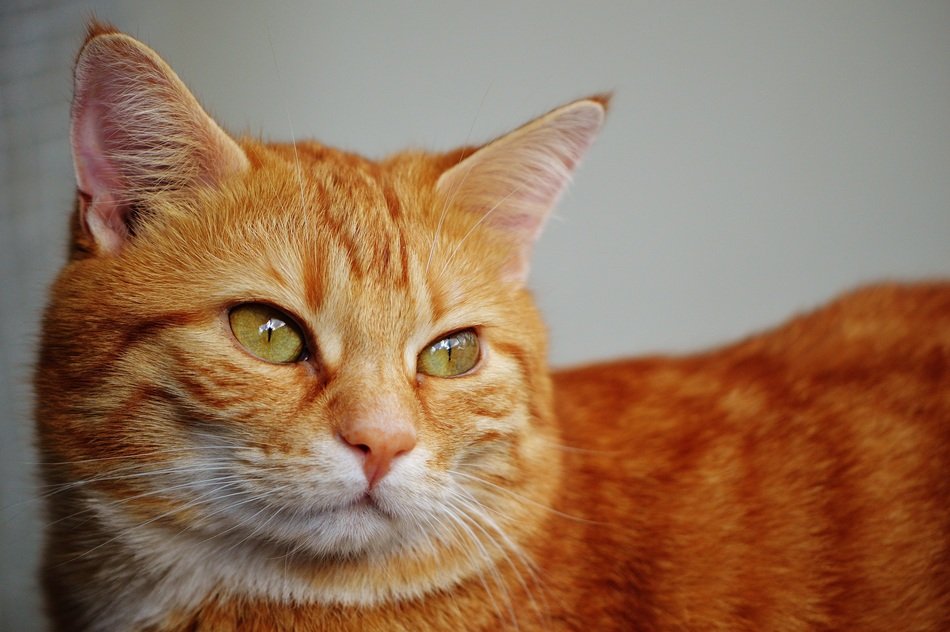 red cat on a background of a wall