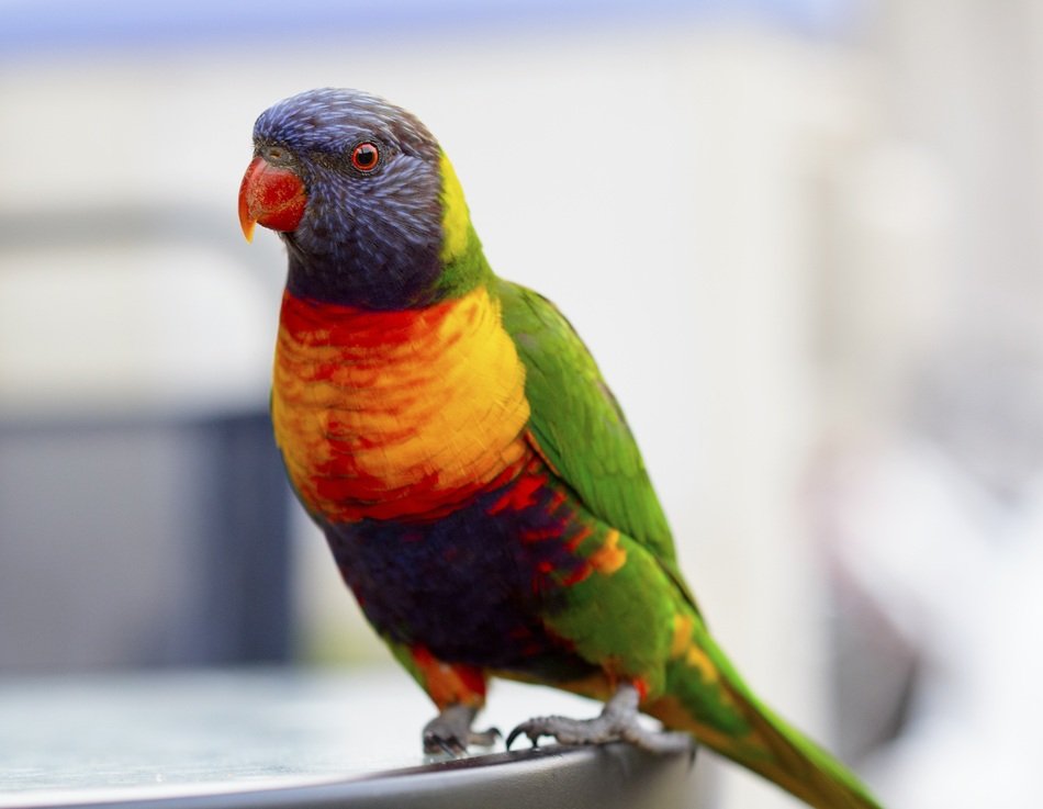 beauty bird in Australia