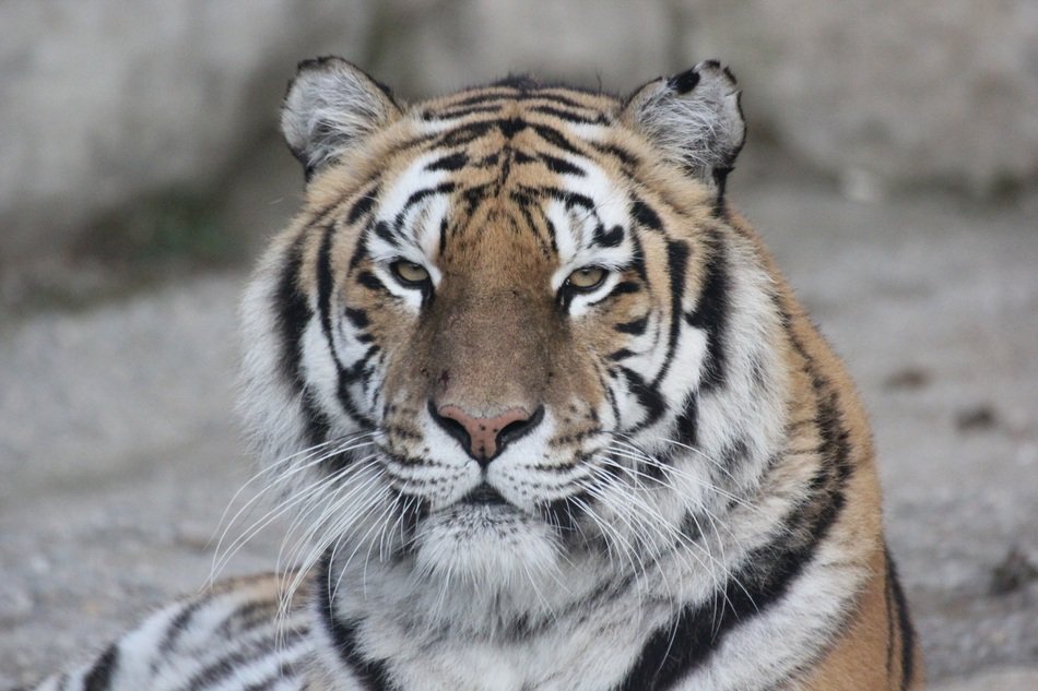 Tiger in the relaxation