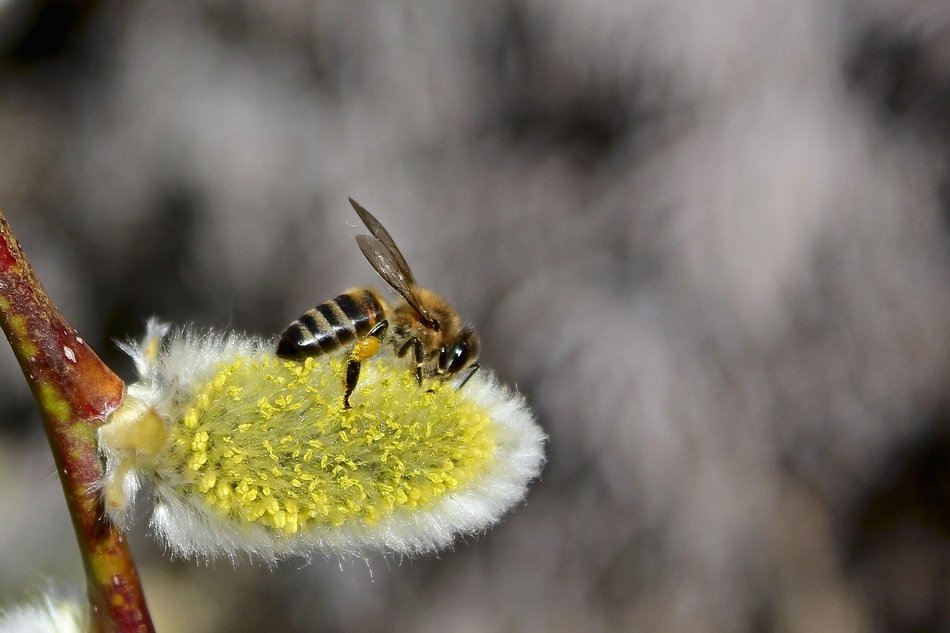 flying insect on the white and yellow willow