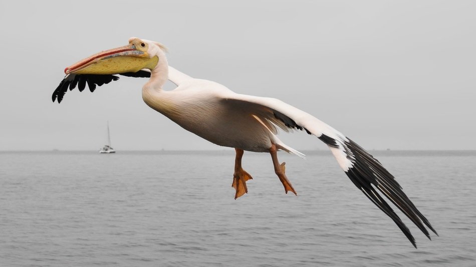 flying pelican in wildlife
