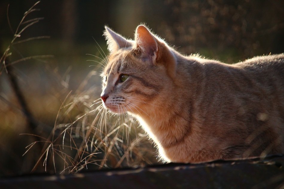 red cat in the park