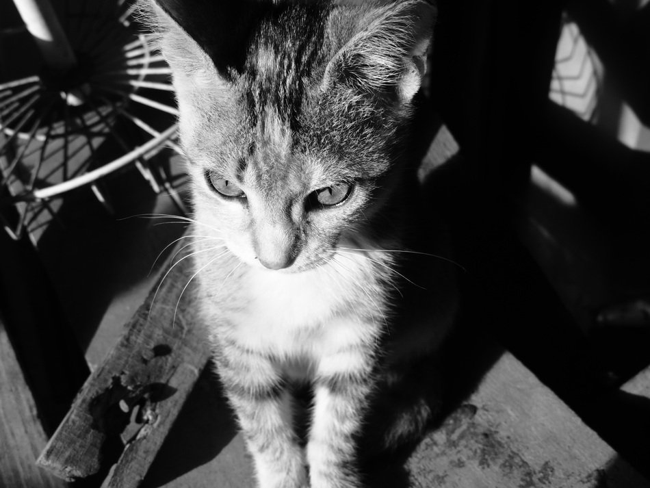 Cat White And Black photo