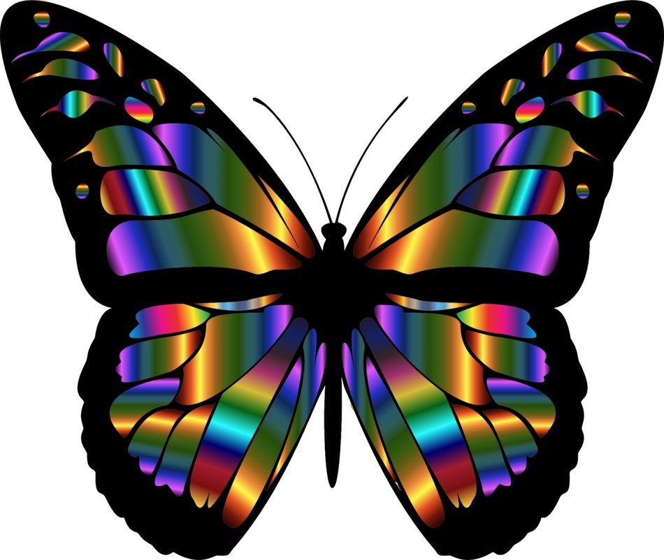 Computer image of a butterfly on a white background