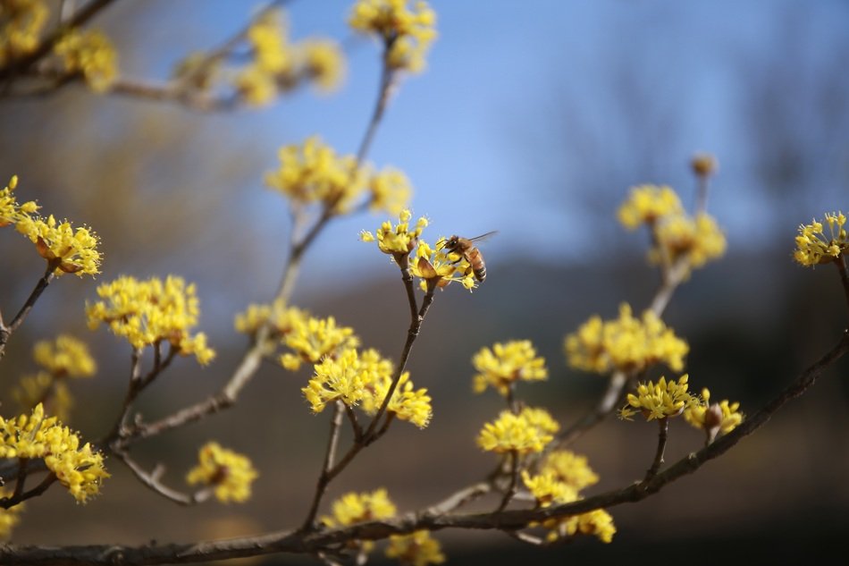 Cornea yellow Flowers