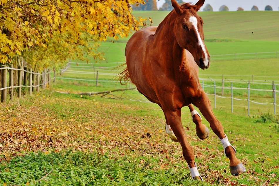 horse jumps on the green meadow
