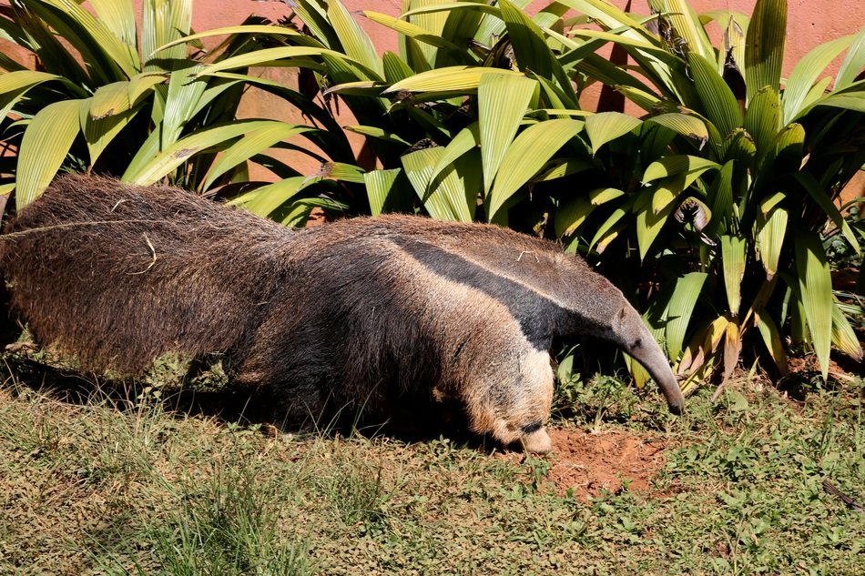 anteater in the green garden