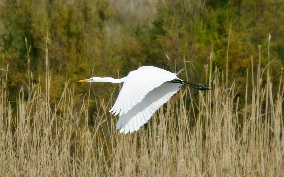 Heron is flying over the marsh in the widlife