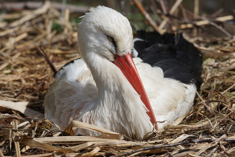 gorgeous beautiful White Stork