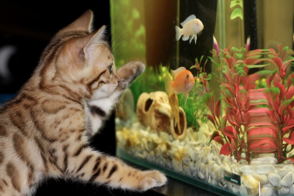 Bengal kitten look at the fish in the aquarium