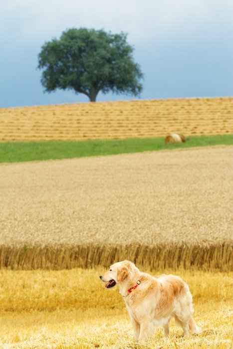 charming Dog Golden Retriever