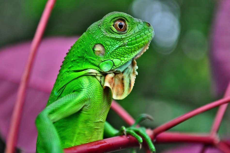 Green iguana on branch