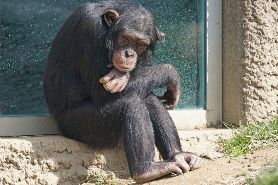 brooding chimpanzee waiting