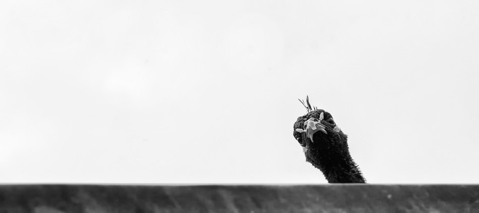 bird peeks over the fence