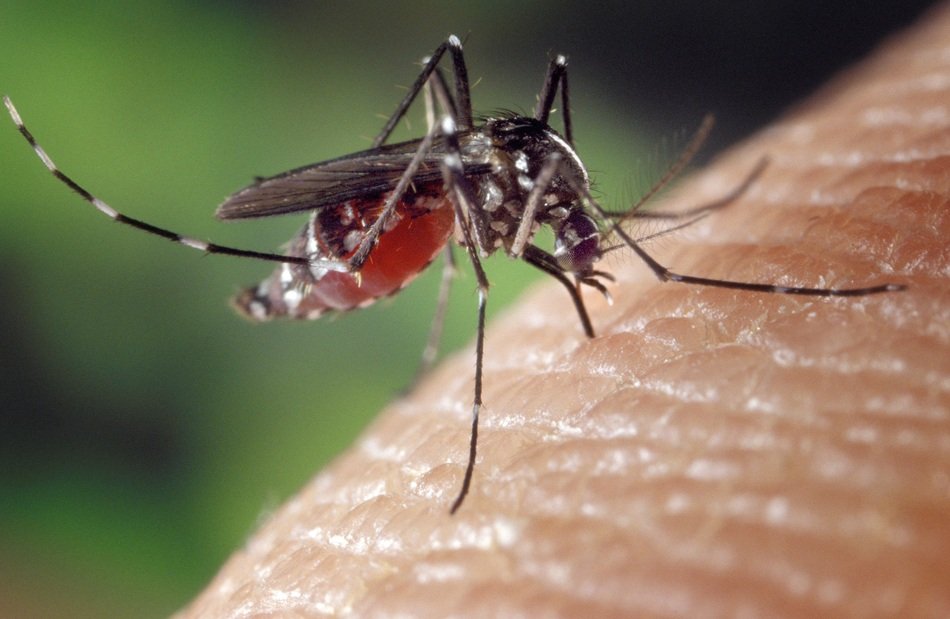 Female Mosquito on human skin, macro