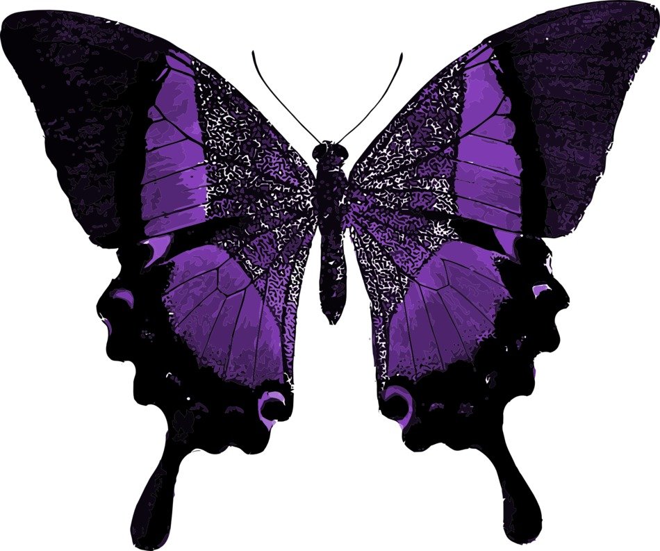 purple butterfly on white background