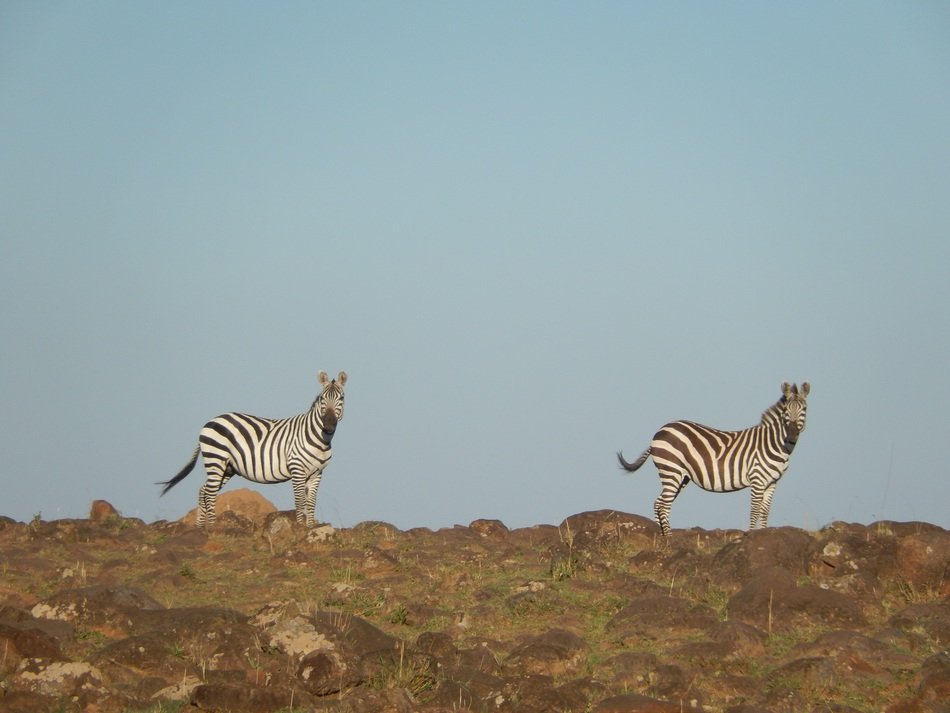 two zebras is walking in the wasteland, Africa